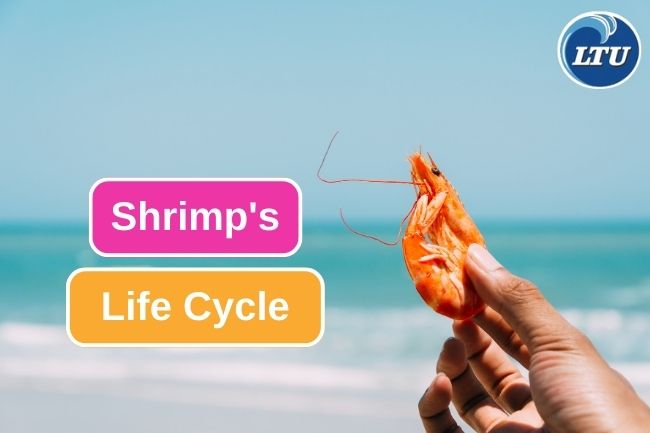 5 Stages Of Shrimp’s Life Cycle